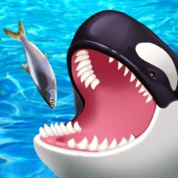 Касатка-убийца (Killer Whale)